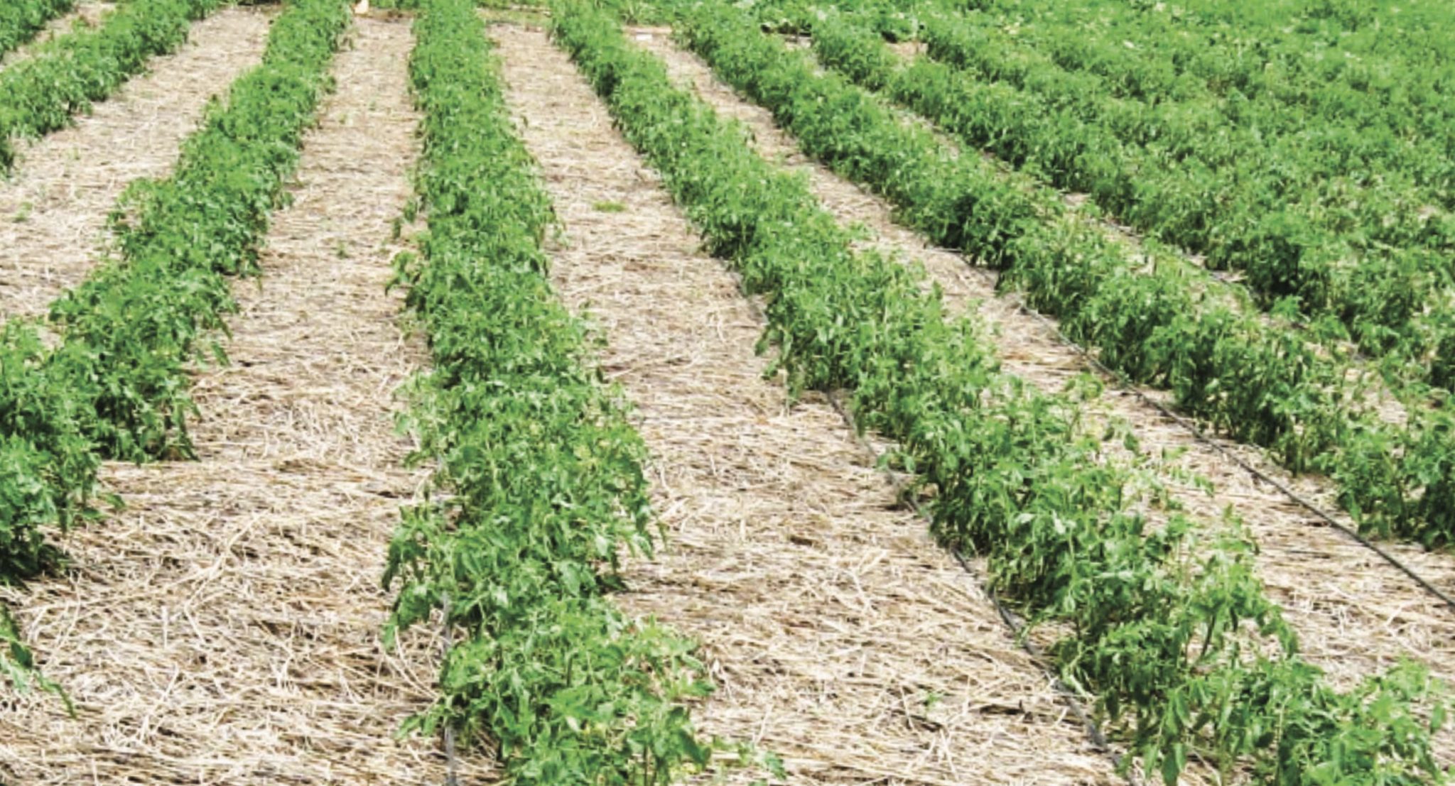 Water-Use Efficiency